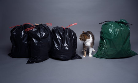 cat between trash bags with residual waste and organic waste. concept image for pollution with cat litterの写真素材
