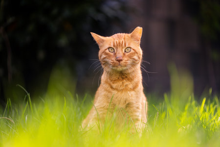 rescued ginger cat with tipped ear sitting in high grass outdoors in sunny garden looking at cameraの写真素材