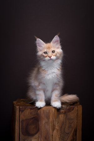 ginger maine coon kitten portrait on dark brown background. The cat is sitting on a wooden block looking at camera. Full body shot with copy spaceの写真素材