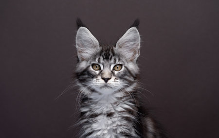close up portrait of a beautiful silver tabby maine coon kitten looking at camera. the background is a solid dark brown with copy spaceの写真素材