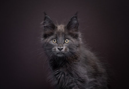 close up portrait of a beautiful gray maine coon kitten looking at camera. the background is a solid dark brown with copy spaceの写真素材
