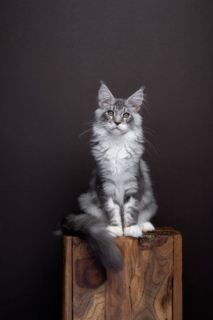 young silver tabby maine coon cat portrait on dark brown background. The cat is sitting on a wooden block. Full body shot with copy spaceの写真素材