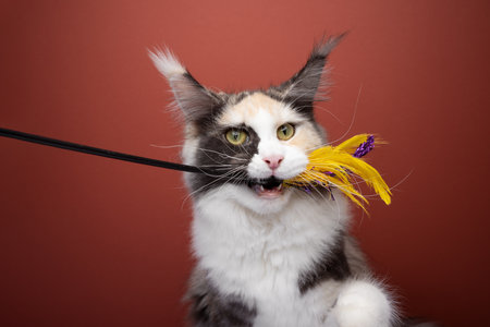 Maine Coon cat with mouth open playfully biting a feather wand, close-up view. The cat looks active and engaged, looking in the camera.の写真素材