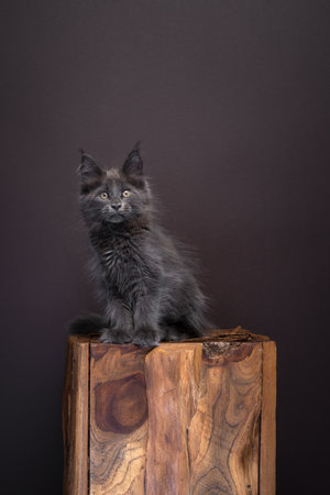 gray maine coon kitten portrait on dark brown background. The cat is sitting on a wooden block looking at camera. Full body shot with copy spaceの写真素材