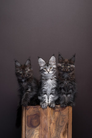 group of three maine coon kittens sitting on a wooden block. The cats are sitting side by side looking at cameraの写真素材