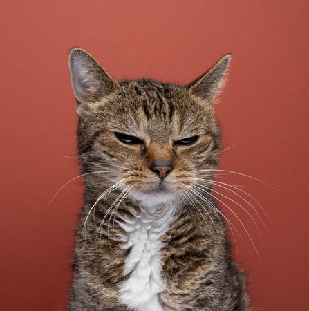 Portrait of a tabby cat, looking down angrily on red backgroundの写真素材