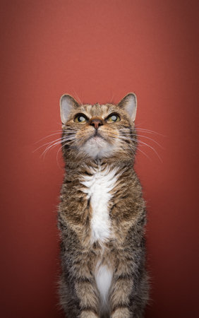 Old tabby cat, looking up at copy space curiously. Portrait on red background with copy spaceの写真素材