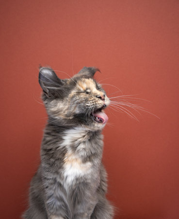 Cat shaking its head looking disgusted, sticking out tongue on red background with copy spaceの写真素材