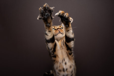 Bengal Cat playing reaching up, raising both paws with extended claws on brown background with copy spaceの写真素材