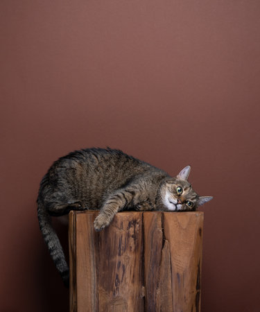 Lazy tabby cat laying on the side relaxing on wooden stool in a funny position on brown background with copy spaceの写真素材