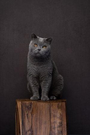 Gray British shorthair cat sitting on wooden podest, portrait in front of brown background with copy spaceの写真素材