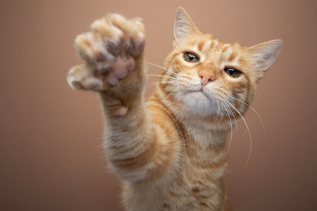 Tabby ginger cat, raising its paw with extended claws, reaching at camera. Portrait on beige background with copy spaceの写真素材