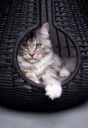 silver tabby maine coon cat resting inside of pet cave basket relaxing looking outの写真素材