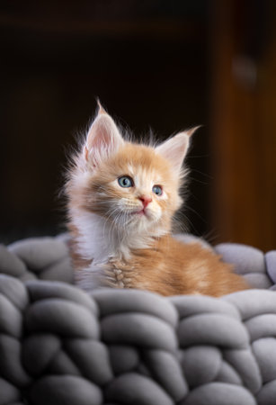 cute ginger maine coon kitten inside of comfortable pet bed, looking curiouslyの写真素材