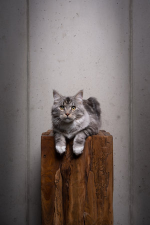 curious silver tabby maine coon cat resting on top of wooden podium lying on front looking at camera. gray concrete background with copy spaceの写真素材