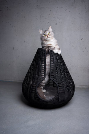 playful silver tabby maine coon cat rearing up looking out through hole of a pet cave basket against concrete background with copy spaceの写真素材