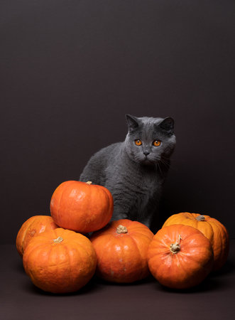 gray british shorthair cat with orange eyes sitting behind a bunch of pumpkins. Studio shot on brown background with copy spaceの写真素材