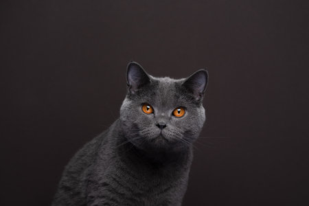gray british shorthair cat with orange eyes looking at camera, portrait on brown background with copy space.の写真素材