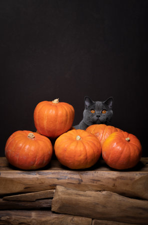 british shorthair cat with orange eyes sitting behind a bunch of pumpkinsの写真素材