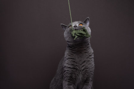 Blue, British shorthair cat, tugging down toy with open mouth. Playing cat on brown background with copy spaceの写真素材