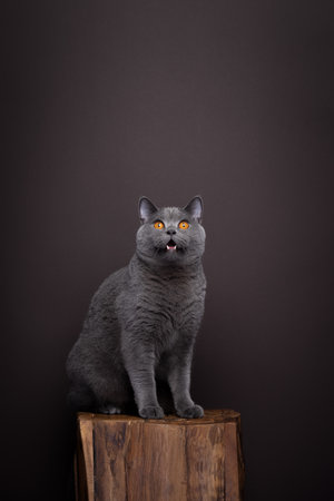 gray british shorthair cat sitting on wooden podium looking shocked or surprised on brown background with copy spaceの写真素材