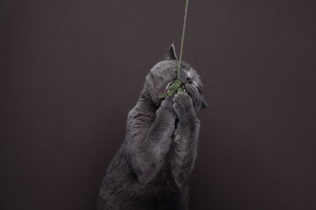Blue British shorthair cat, catching Cats toy on brown background with copy space. Cat holding prey with pawsの写真素材