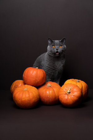 cat looking surprised or shocked, sitting behind a bunch of pumpkins. portrait on brown background with copy spaceの写真素材