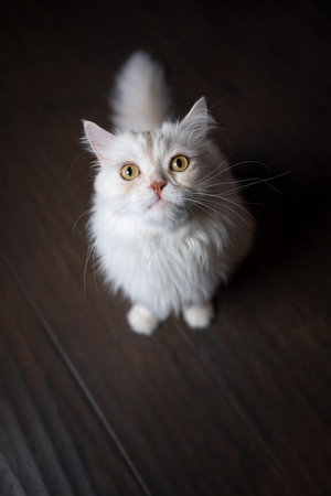 fluffy beige colored cat sitting on the floor looking up curiously. high angle view portrait with copy spaceの写真素材
