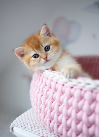 cute british shorthair kitten inside of pink pet bed looking at camera curiouslyの写真素材