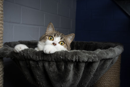 tabby white cat on scratching post at the animal shelter looking curiously and playfulの写真素材