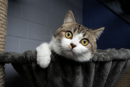 tabby white cat on scratching post at the animal shelter looking curiously and playfulの写真素材