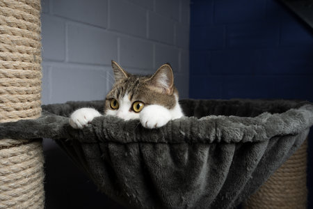 tabby white cat on scratching post at the animal shelter looking curiously and playfulの写真素材