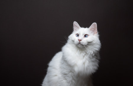 fluffy white ragdoll cat with squinting eyes looking to the side. portrait on brown background with copy spaceの写真素材