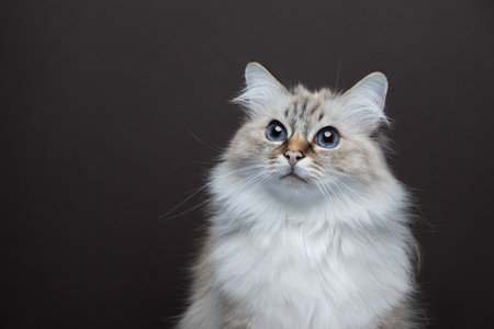 fluffy birman cat looking curiously. portrait on brown background with copy spaceの写真素材