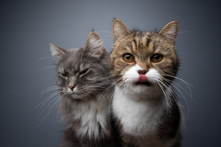 two different cats side by side portrait. concept for rivalry, jealousy or preferential treatment of cats in multi cat householdの写真素材