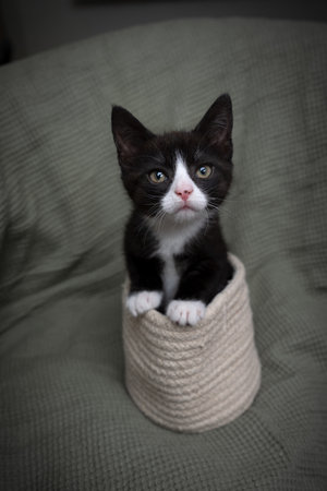 Curious Tuxedo Kitten looking at the camera. The little cat is coming out of his warm basket and looks tenderly at the camera.の写真素材