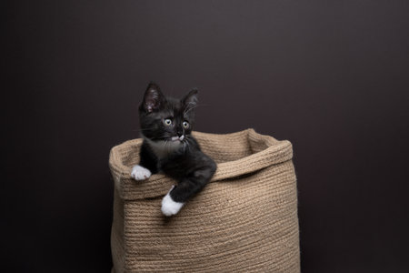 Curious tuxedo kitten inside of a rustic wicker basket looking out curiously, studio photography on dark brown background with copy spaceの写真素材