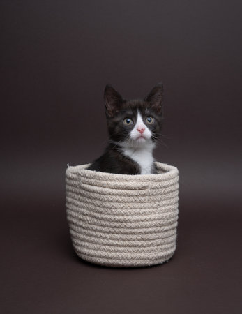 A black and white kitten sitting inside of a basket on a dark background, Photograph taken in a studio, the cat is looking curiouslyの写真素材
