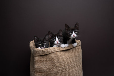 group of three tuxedo kittens inside of a basket looking out curiously side by side. studio...