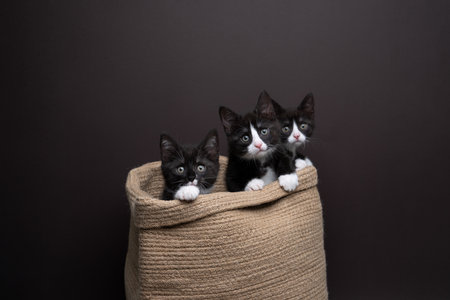 group of three kittens inside of a basket. The cats are looking at the camera curiously. Studio photography on dark background with copy space.の写真素材