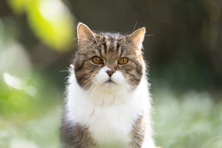 Portrait of a British shorthair cat in nature, the cat is looking at the camera. The background is out of focus.の写真素材