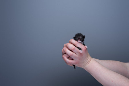 Human hands holding a small newborn tuxedo kitten against gray background with copy space. care conceptの写真素材