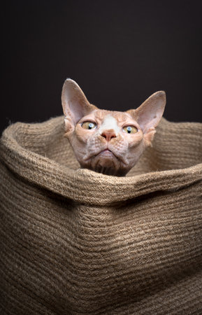 curious Sphynx cat inside of a small jute sack or basket. funny studio portrait on brown background...
