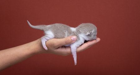 human hand carrying small newborn british shorthair kitten. studio shot on vibrant red brown colored...