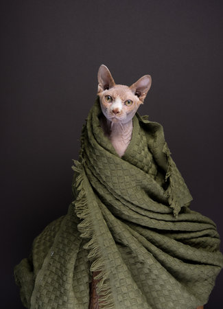 Sphynx cat wrapped in a cozy green blanket. The cat is warm and comfortable looking at the camera. animal cat conceptの写真素材