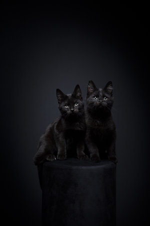two black kittens sitting side by side. studio portrait on black background with copy spaceの写真素材