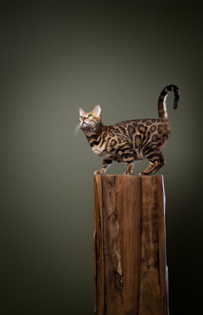curious Bengal cat standing on a wooden log and looking to the side. Studio shot on olive green background with copy spaceの写真素材