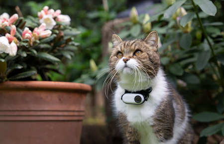 cat outdoors in the garden observing the area, wearing small surveillance camera attached to collarの写真素材