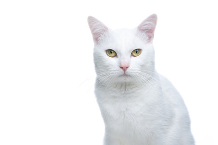 Portrait of a white cat looking at the camera, the cat has a serious expression, his eyes contrast a lot with the background. isolated studio photo.の写真素材