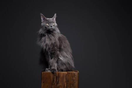 majestic maine coon cat sitting on wooden podest. Studio shot on gray background with copy spaceの写真素材